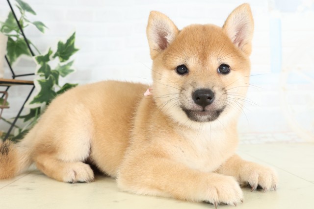 広島県の豆柴 (Coo&RIKUゆめタウン大竹店/2026年5月30日生まれ/女の子/赤)の子犬の2枚目の画像