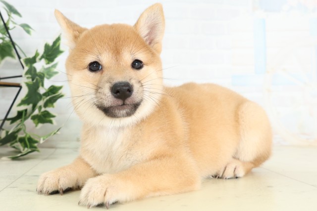 広島県の豆柴 (Coo&RIKUゆめタウン大竹店/2026年5月30日生まれ/女の子/赤)の子犬の3枚目の画像