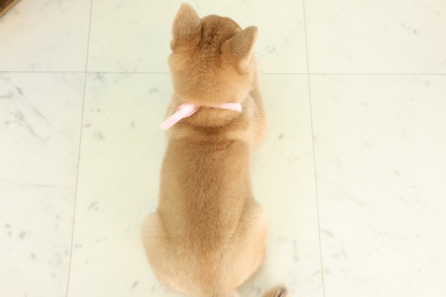 広島県の豆柴 (Coo&RIKUゆめタウン大竹店/2026年5月30日生まれ/女の子/赤)の子犬の4枚目の画像