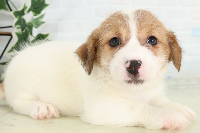 埼玉県のジャックラッセルテリア (Coo&RIKU岩槻店/2026年5月31日生まれ/男の子/ホワイトタン)の子犬の2枚目の画像