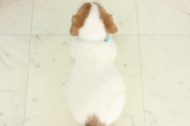埼玉県のジャックラッセルテリア (Coo&RIKU岩槻店/2026年5月31日生まれ/男の子/ホワイトタン)の子犬の4枚目の画像