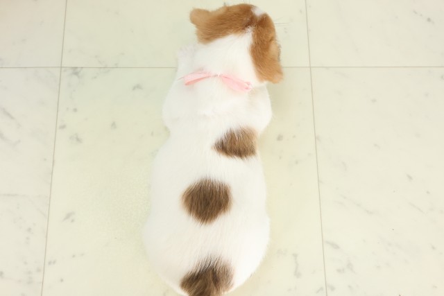埼玉県のジャックラッセルテリア (Coo&RIKU川越店/2026年5月31日生まれ/女の子/ホワイトタン)の子犬の4枚目の画像