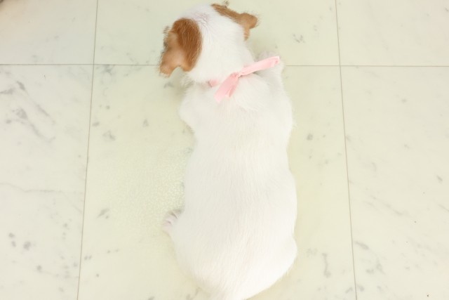 東京都のジャックラッセルテリア (Coo&RIKU立川店/2026年5月31日生まれ/女の子/ホワイトタン)の子犬の4枚目の画像