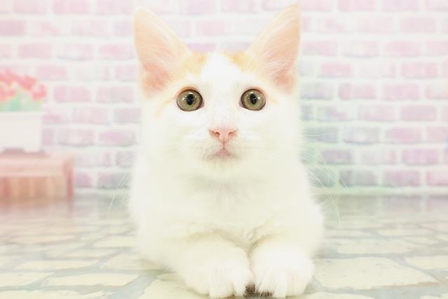 北海道のメインクーン (Coo&RIKU札幌西店/2026年5月1日生まれ/男の子/レッドタビーホワイト)の子猫の1枚目の画像