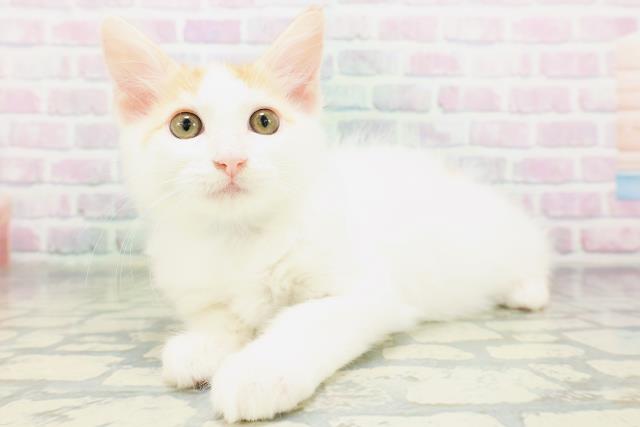 北海道のメインクーン (Coo&RIKU札幌西店/2026年5月1日生まれ/男の子/レッドタビーホワイト)の子猫の2枚目の画像