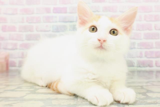 北海道のメインクーン (Coo&RIKU札幌西店/2026年5月1日生まれ/男の子/レッドタビーホワイト)の子猫の3枚目の画像