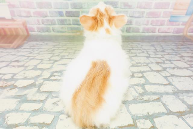 北海道のメインクーン (Coo&RIKU札幌西店/2026年5月1日生まれ/男の子/レッドタビーホワイト)の子猫の4枚目の画像