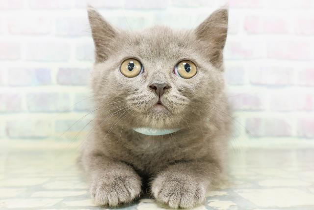 長野県のブリティッシュショートヘアー (Coo&RIKU松本店/2026年5月16日生まれ/男の子/ブルー)の子猫の1枚目の画像