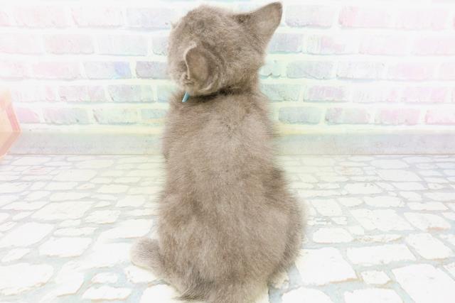 長野県のブリティッシュショートヘアー (Coo&RIKU松本店/2026年5月16日生まれ/男の子/ブルー)の子猫の4枚目の画像
