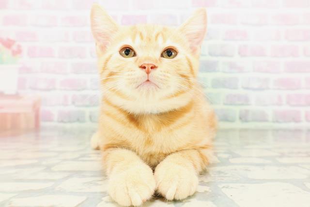 宮城県のマンチカン (Coo&RIKU石巻店/2026年5月7日生まれ/男の子/レッドクラシックタビー)の子猫の1枚目の画像