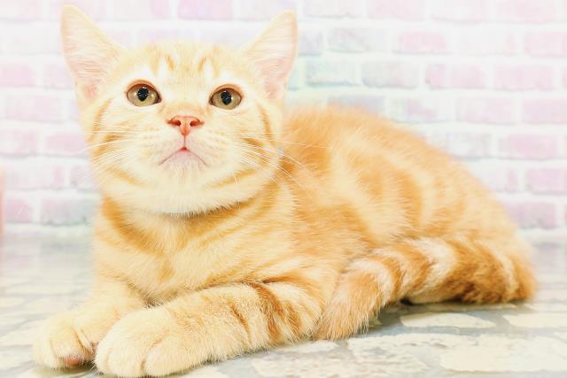 宮城県のマンチカン (Coo&RIKU石巻店/2026年5月7日生まれ/男の子/レッドクラシックタビー)の子猫の2枚目の画像