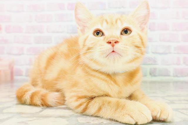 宮城県のマンチカン (Coo&RIKU石巻店/2026年5月7日生まれ/男の子/レッドクラシックタビー)の子猫の3枚目の画像