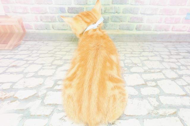 宮城県のマンチカン (Coo&RIKU石巻店/2026年5月7日生まれ/男の子/レッドクラシックタビー)の子猫の4枚目の画像