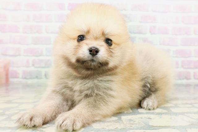 神奈川県のポメラニアン (Coo&RIKU横浜青葉店/2026年5月31日生まれ/男の子/オレンジセーブル)の子犬の2枚目の画像