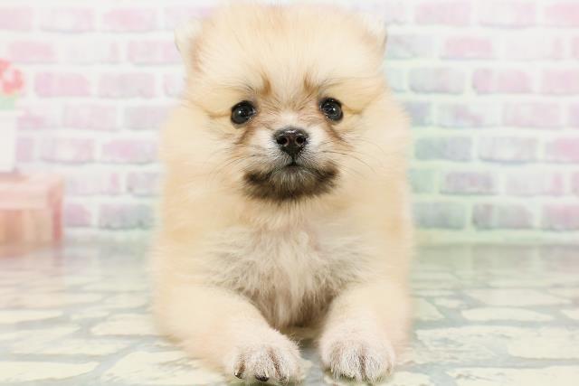 石川県のポメラニアン (Coo&RIKU金沢店/2026年5月31日生まれ/女の子/クリームセーブル)の子犬の1枚目の画像