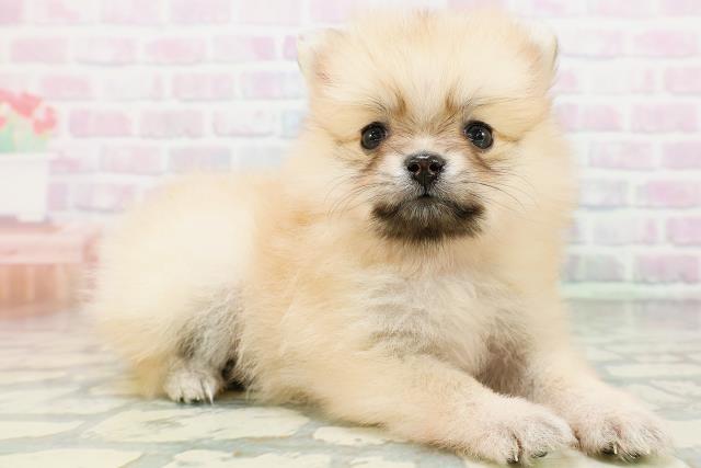 石川県のポメラニアン (Coo&RIKU金沢店/2026年5月31日生まれ/女の子/クリームセーブル)の子犬の3枚目の画像
