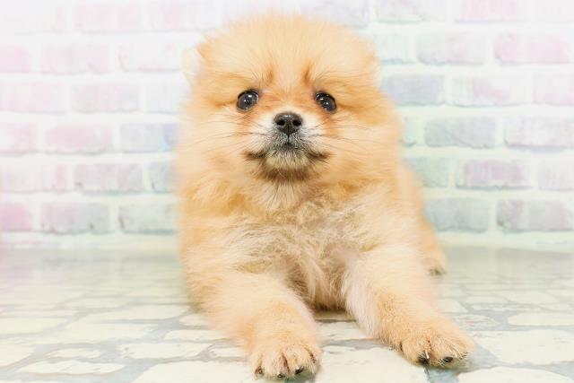 北海道のポメラニアン (Coo&RIKU旭川店/2026年5月31日生まれ/女の子/オレンジ)の子犬の1枚目の画像