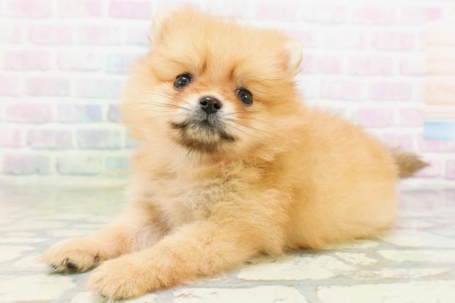 北海道のポメラニアン (Coo&RIKU旭川店/2026年5月31日生まれ/女の子/オレンジ)の子犬の2枚目の画像