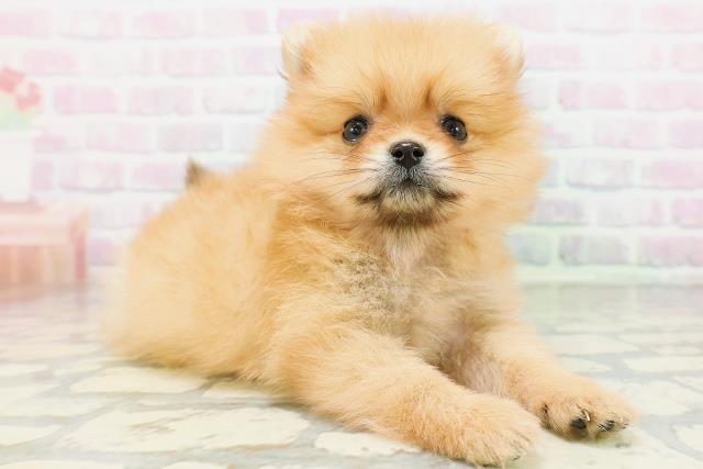 北海道のポメラニアン (Coo&RIKU旭川店/2026年5月31日生まれ/女の子/オレンジ)の子犬の3枚目の画像