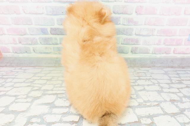 北海道のポメラニアン (Coo&RIKU旭川店/2026年5月31日生まれ/女の子/オレンジ)の子犬の4枚目の画像