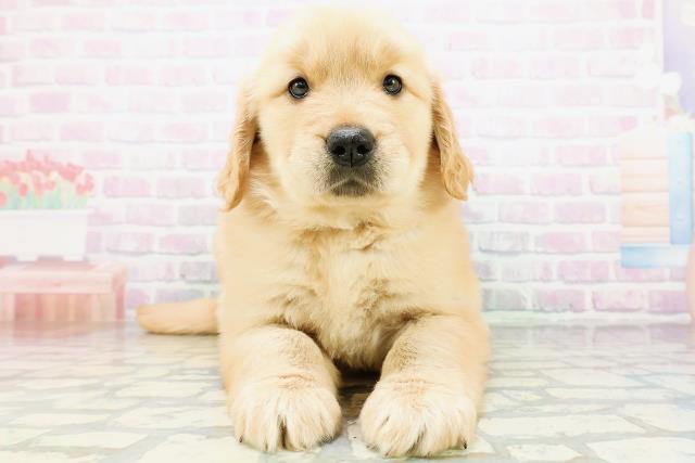 東京都のゴールデンレトリバー (Coo&RIKU武蔵小山店/2026年5月29日生まれ/女の子/ゴールデン)の子犬の1枚目の画像