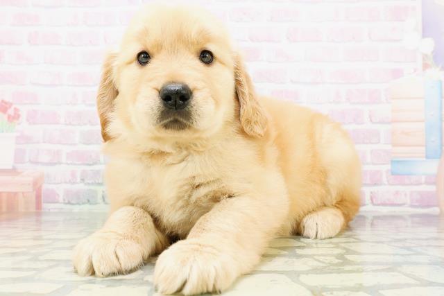 東京都のゴールデンレトリバー (Coo&RIKU武蔵小山店/2026年5月29日生まれ/女の子/ゴールデン)の子犬の2枚目の画像