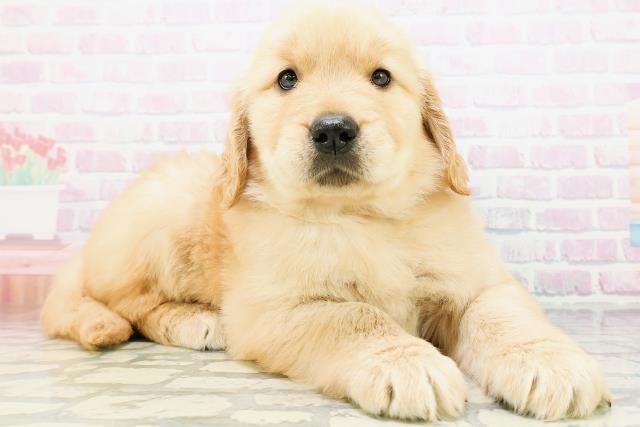 東京都のゴールデンレトリバー (Coo&RIKU武蔵小山店/2026年5月29日生まれ/女の子/ゴールデン)の子犬の3枚目の画像