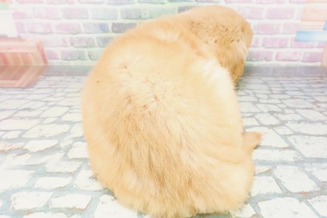 東京都のゴールデンレトリバー (Coo&RIKU武蔵小山店/2026年5月29日生まれ/女の子/ゴールデン)の子犬の4枚目の画像