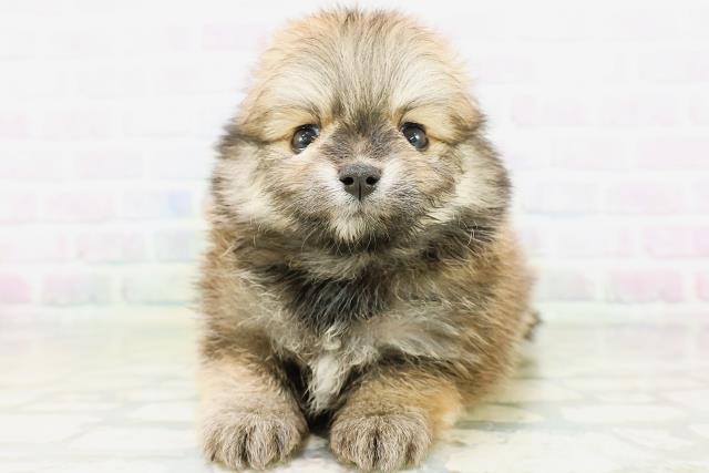長野県のポメラニアン (Coo&RIKU松本店/2026年5月31日生まれ/女の子/オレンジ)の子犬の1枚目の画像