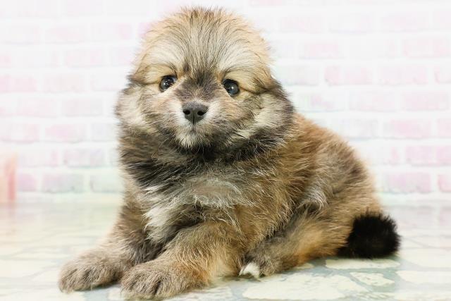 長野県のポメラニアン (Coo&RIKU松本店/2026年5月31日生まれ/女の子/オレンジ)の子犬の2枚目の画像