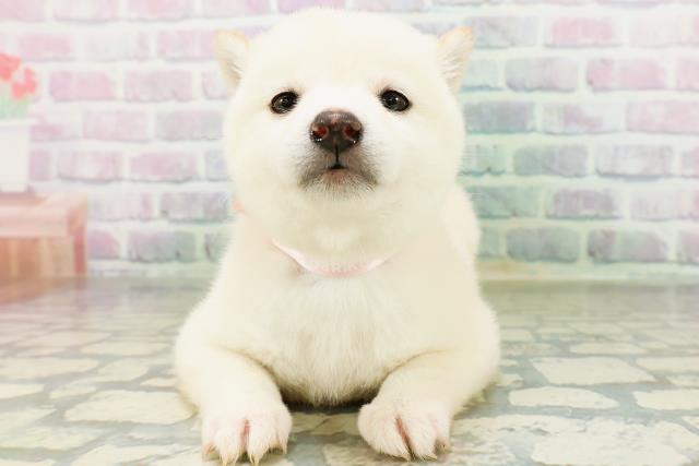 東京都の豆柴 (Coo&RIKU吉祥寺店/2026年5月26日生まれ/女の子/白)の子犬の1枚目の画像