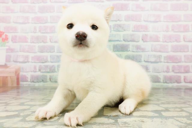 東京都の豆柴 (Coo&RIKU吉祥寺店/2026年5月26日生まれ/女の子/白)の子犬の2枚目の画像