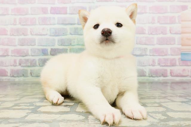 東京都の豆柴 (Coo&RIKU吉祥寺店/2026年5月26日生まれ/女の子/白)の子犬の3枚目の画像