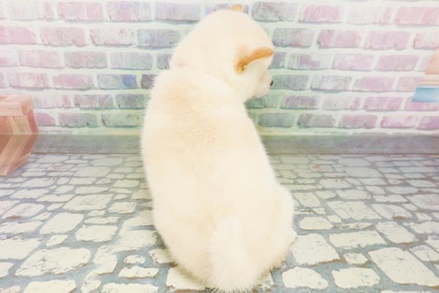 東京都の豆柴 (Coo&RIKU吉祥寺店/2026年5月26日生まれ/女の子/白)の子犬の4枚目の画像