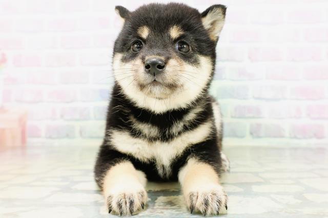 宮城県の豆柴 (Coo&RIKU仙台太白店/2026年5月26日生まれ/女の子/黒)の子犬の1枚目の画像