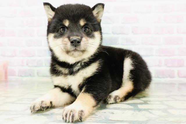 宮城県の豆柴 (Coo&RIKU仙台太白店/2026年5月26日生まれ/女の子/黒)の子犬の2枚目の画像