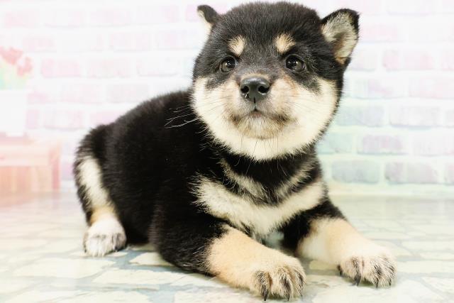 宮城県の豆柴 (Coo&RIKU仙台太白店/2026年5月26日生まれ/女の子/黒)の子犬の3枚目の画像