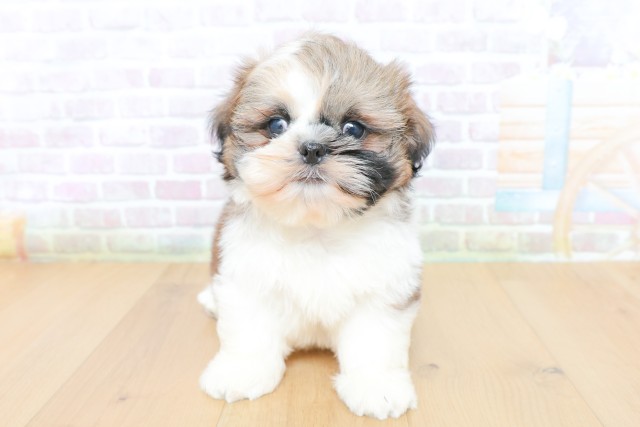 福島県のシーズー (Coo&RIKU郡山店/2026年5月26日生まれ/男の子/ゴールドホワイト)の子犬の1枚目の画像