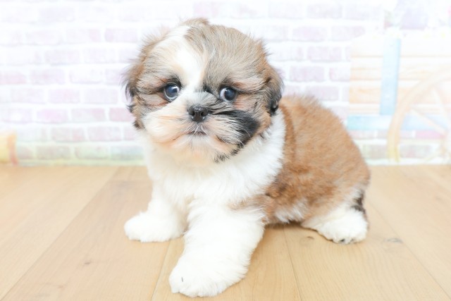福島県のシーズー (Coo&RIKU郡山店/2026年5月26日生まれ/男の子/ゴールドホワイト)の子犬の2枚目の画像