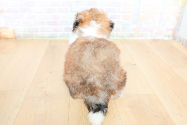 福島県のシーズー (Coo&RIKU郡山店/2026年5月26日生まれ/男の子/ゴールドホワイト)の子犬の4枚目の画像