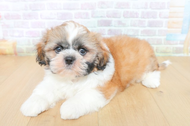 宮城県のシーズー (Coo&RIKU仙台太白店/2026年5月26日生まれ/男の子/ゴールドホワイト)の子犬の2枚目の画像