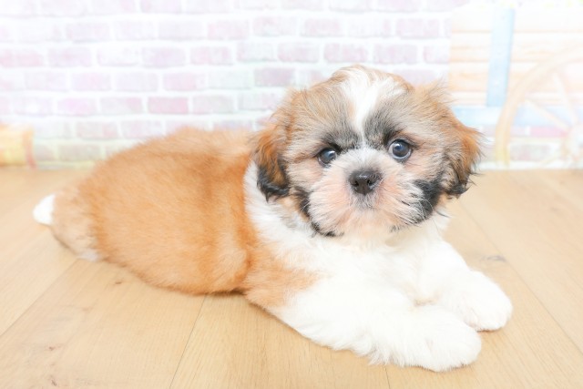 宮城県のシーズー (Coo&RIKU仙台太白店/2026年5月26日生まれ/男の子/ゴールドホワイト)の子犬の3枚目の画像