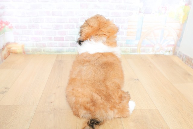 宮城県のシーズー (Coo&RIKU仙台太白店/2026年5月26日生まれ/男の子/ゴールドホワイト)の子犬の4枚目の画像