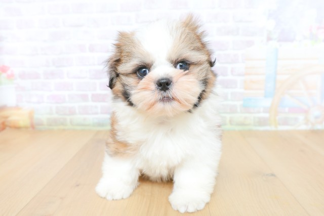 青森県のシーズー (Coo&RIKU青森店/2026年5月26日生まれ/女の子/ゴールドホワイト)の子犬の1枚目の画像