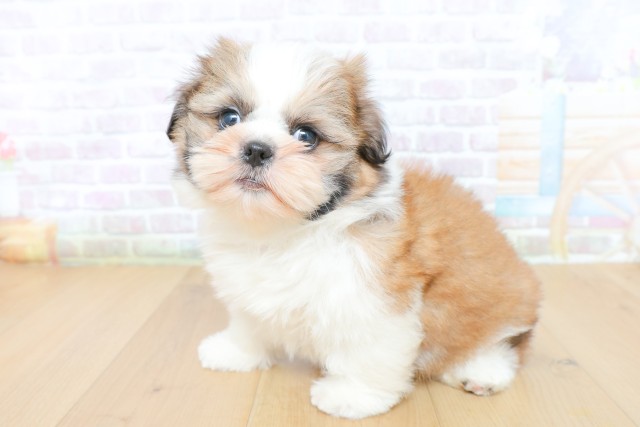 青森県のシーズー (Coo&RIKU青森店/2026年5月26日生まれ/女の子/ゴールドホワイト)の子犬の2枚目の画像
