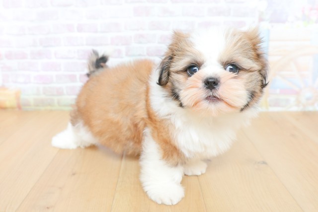 青森県のシーズー (Coo&RIKU青森店/2026年5月26日生まれ/女の子/ゴールドホワイト)の子犬の3枚目の画像