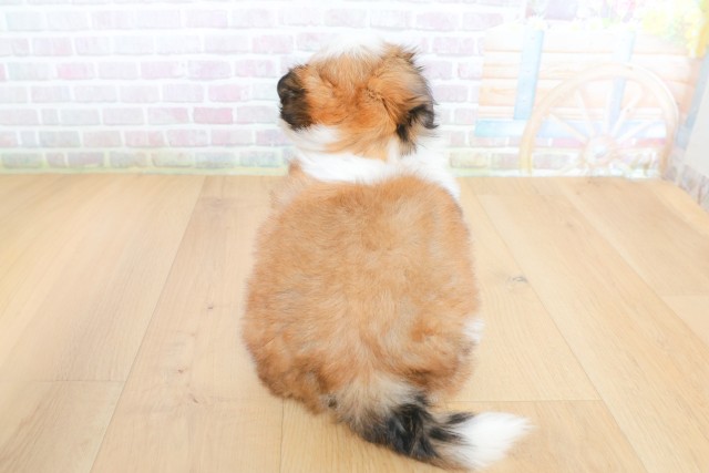 青森県のシーズー (Coo&RIKU青森店/2026年5月26日生まれ/女の子/ゴールドホワイト)の子犬の4枚目の画像