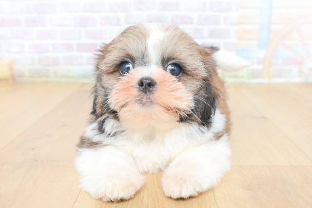 岩手県のシーズー (Coo&RIKU一関店/2026年5月26日生まれ/女の子/ゴールドホワイト)の子犬の1枚目の画像