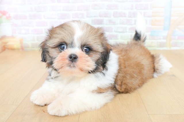 岩手県のシーズー (Coo&RIKU一関店/2026年5月26日生まれ/女の子/ゴールドホワイト)の子犬の2枚目の画像