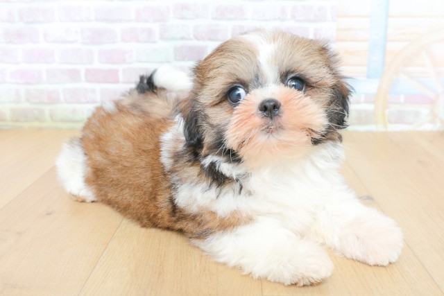 岩手県のシーズー (Coo&RIKU一関店/2026年5月26日生まれ/女の子/ゴールドホワイト)の子犬の3枚目の画像